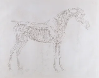 Illustrazione da 