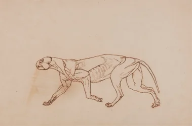 Corpo di leopardo, vista laterale