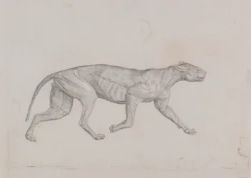 Corpo di Leopardo, Vista Laterale