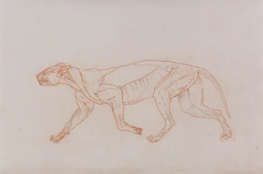 Corpo di Leopardo, Vista Laterale