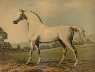 Mambrino. Allevato da Lord Grosvenor, c1770s, c1879
