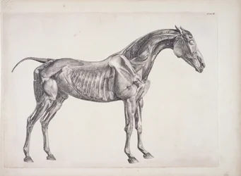 Tavola da 
