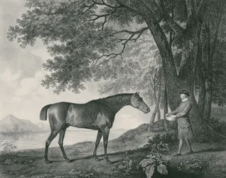Sharke, inciso da George Townley Stubbs (1756-1815) pub. 1794 (acquaforte)