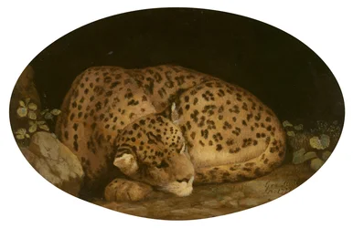 Leopardo che dorme