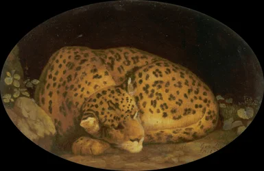 Leopardo addormentato