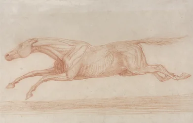 Studio di un cavallo da corsa in azione: galoppando a sinistra