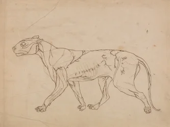 Studio di una tigre, vista laterale, da A Comparative Anatomical Exposition of the Structure of the Human Body with that of a Tiger and a Common Fowl