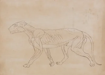 Studio di una tigre, vista laterale, da A Comparative Anatomical Exposition of the Structure of the Human Body with that of a Tiger and a Common Fowl