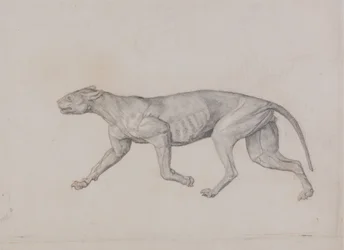 Studio di una tigre, vista laterale, da A Comparative Anatomical Exposition of the Structure of the Human Body with that of a Tiger and a Common Fowl