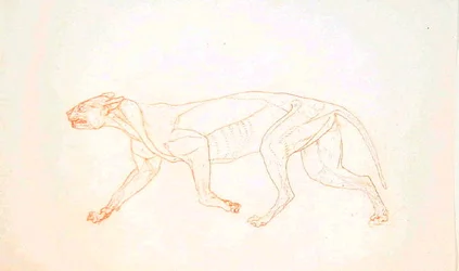 Studio di una tigre, vista laterale, da A Comparative Anatomical Exposition of the Structure of the Human Body with that of a Tiger and a Common Fowl
