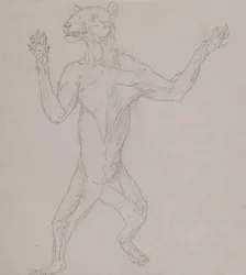Studio di una tigre, in postura umana, da A Comparative Anatomical Exposition of the Structure of the Human Body with that of a Tiger and a Common Fowl