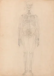 Studio della figura umana, vista anteriore, diagramma per la chiave alla tavola I, da A Comparative Anatomical Exposition of the Structure of the Human Body with that of a Tiger and a Common Fowl, c.1795-1806