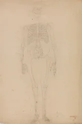 Studio della figura umana, vista anteriore, da Un