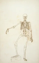 Studio della Figura Umana, Vista Anteriore, da 