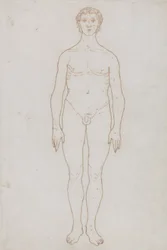 Studio della Figura Umana, Vista Anteriore, da 