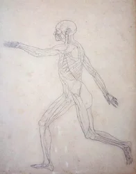 Studio della figura umana, vista laterale, da A Comparative Anatomical Exposition of the Structure of the Human Body with that of a Tiger and a Common Fowl, c.1795-1806