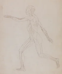 Studio della figura umana, vista laterale, da A Comparative Anatomical Exposition of the Structure of the Human Body with that of a Tiger and a Common Fowl, c.1795-1806