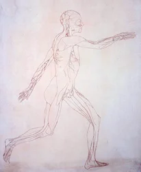 Studio della figura umana, vista laterale, da A Comparative Anatomical Exposition of the Structure of the Human Body with that of a Tiger and a Common Fowl, c.1795-1806