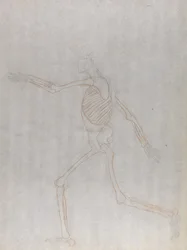 Studio della figura umana, vista laterale, da A Comparative Anatomical Exposition of the Structure of the Human Body with that of a Tiger and a Common Fowl