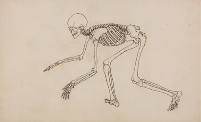Studio della figura umana, vista laterale, da A Comparative Anatomical Exposition of the Structure of the Human Body with that of a Tiger and a Common Fowl