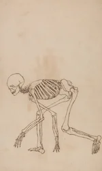 Studio della figura umana, vista laterale, da A Comparative Anatomical Exposition of the Structure of the Human Body with that of a Tiger and a Common Fowl