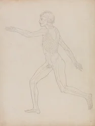 Studio della figura umana, vista laterale, da A Comparative Anatomical Exposition of the Structure of the Human Body with that of a Tiger and a Common Fowl, 1795-1806