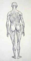 Studio della figura umana, vista posteriore, da A Comparative Anatomical Exposition of the Structure of the Human Body with that of a Tiger and a Common Fowl, c.1795-1806