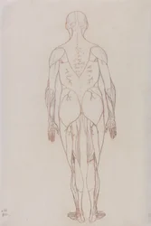 Studio della figura umana, vista posteriore, da A Comparative Anatomical Exposition of the Structure of the Human Body with that of a Tiger and a Common Fowl, c.1795-1806