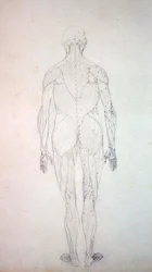 Studio della figura umana, vista posteriore, da A Comparative Anatomical Exposition of the Structure of the Human Body with that of a Tiger and a Common Fowl, c.1795-1806