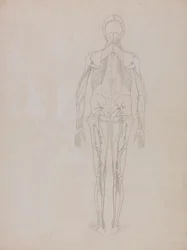 Studio della figura umana, vista posteriore, da A Comparative Anatomical Exposition of the Structure of the Human Body with that of a Tiger and a Common Fowl, c.1795-1806