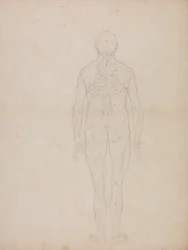 Studio della figura umana, vista posteriore, da A Comparative Anatomical Exposition of the Structure of the Human Body with that of a Tiger and a Common Fowl, c.1795-1806