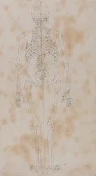 Studio della figura umana, vista posteriore, da A Comparative Anatomical Exposition of the Structure of the Human Body with that of a Tiger and a Common Fowl, c.1795-1806