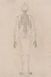 Studio della figura umana, vista posteriore, da A Comparative Anatomical Exposition of the Structure of the Human Body with that of a Tiger and a Common Fowl, c.1795-1806