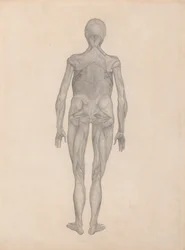 Studio della figura umana, vista posteriore, con pelle e tessuti fasciali sottostanti rimossi, da A Comparative Anatomical Exposition of the Structure of the Human Body with that of a Tiger and a Common Fowl