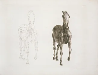Tab. VIII, da 