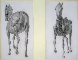 Studio dei muscoli: viste frontali e posteriori, dalla 13ª tavola anatomica, dall