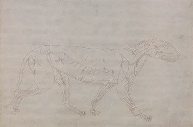 Corpo di tigre, vista laterale