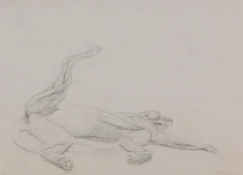 Corpo di tigre, sdraiato, visto ventralmente