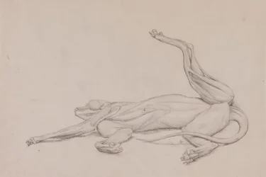 Tigre, distesa, vista ventralmente