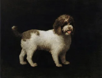 Spaniel d