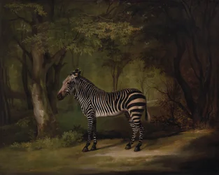 Zebra, esposta 1763