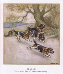 Beagles (litografia a colori)