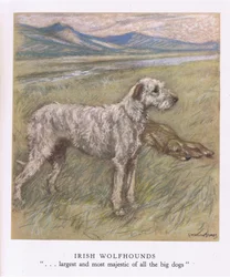 Irish Wolfhounds (litografia a colori)