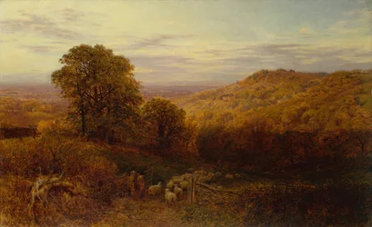 Luce del Sole che Indugia nei Boschi d