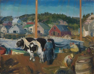 Squadra di buoi, molo a Matinicus, 1916
