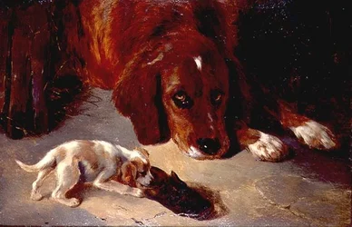 Un Cucciolo Curioso