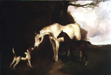 Amici fedeli