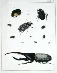Vari coleotteri, tavola I da 