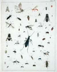 Vari insetti, tavola VII da 