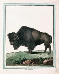 Stampa Antica di Bisonte Americano